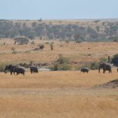  The Serengeti, TZ